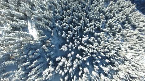 Vertikale-Luftaufnahme-über-Einem-Verschneiten-Nadelwald-In-Den-Französischen-Alpen-La-Plagne